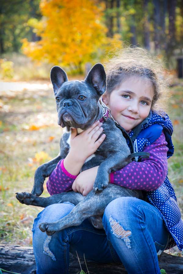 Adorable French Bulldog puppy from Lazy Acres Farm
